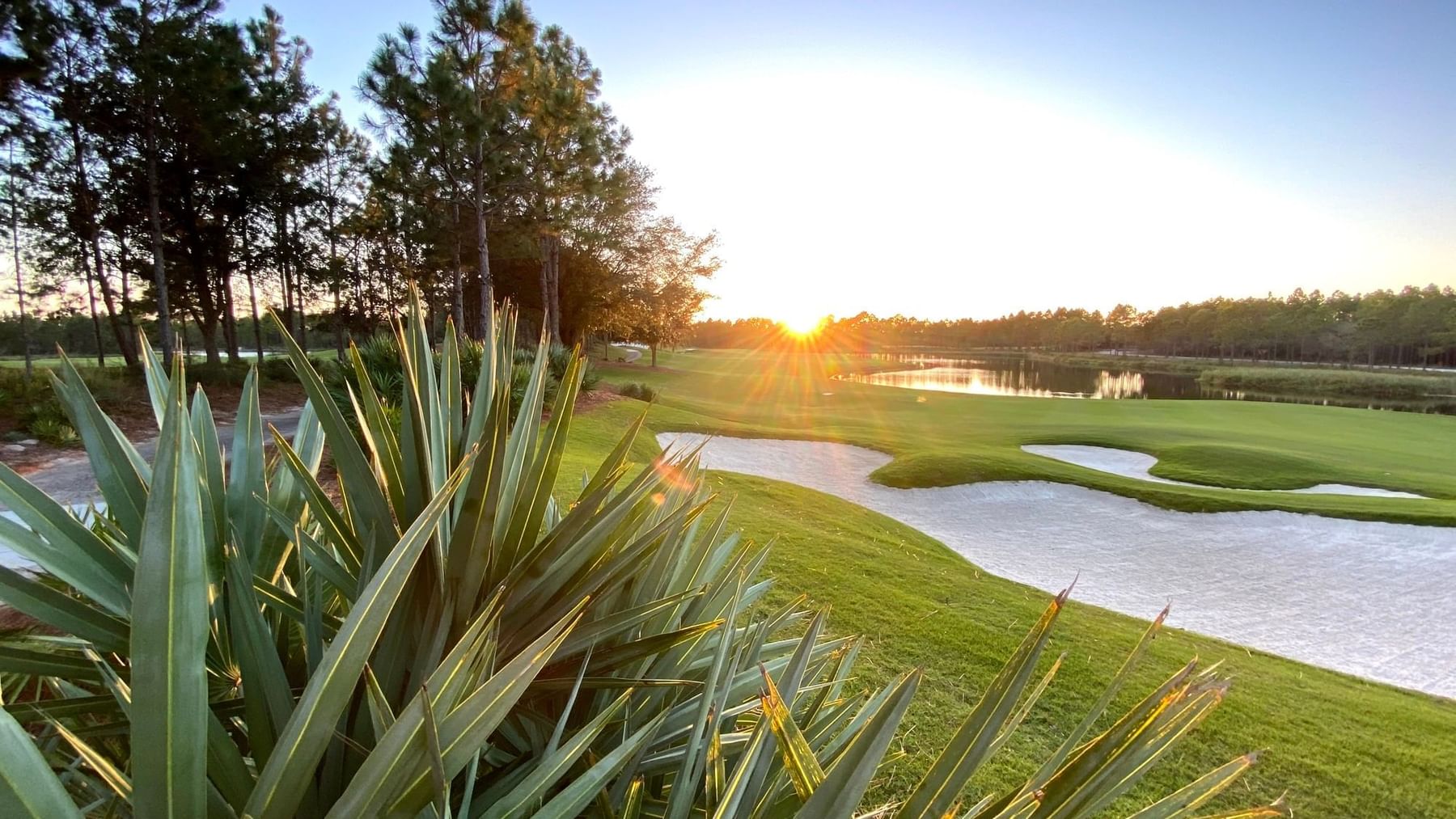Sunset over Camp Creek golf course with a pond and trees, framed by lush greenery and a prominent plant.