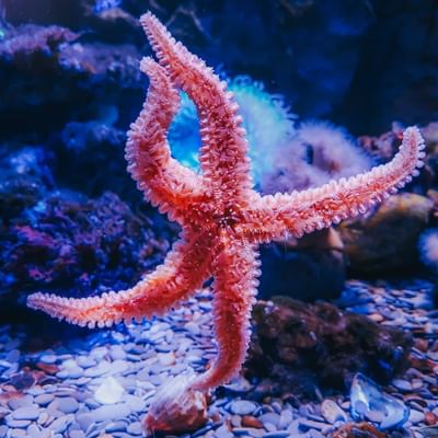 Close-up of a starfish in aquarium near Falkensteiner Hotels