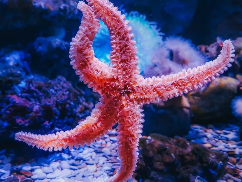 Close-up of a starfish in aquarium near Falkensteiner Hotels