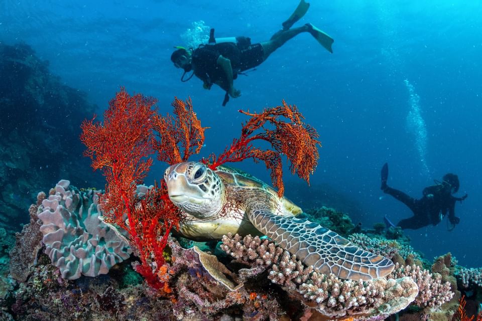 Diving near Heron Island Resort in Queensland, Australia