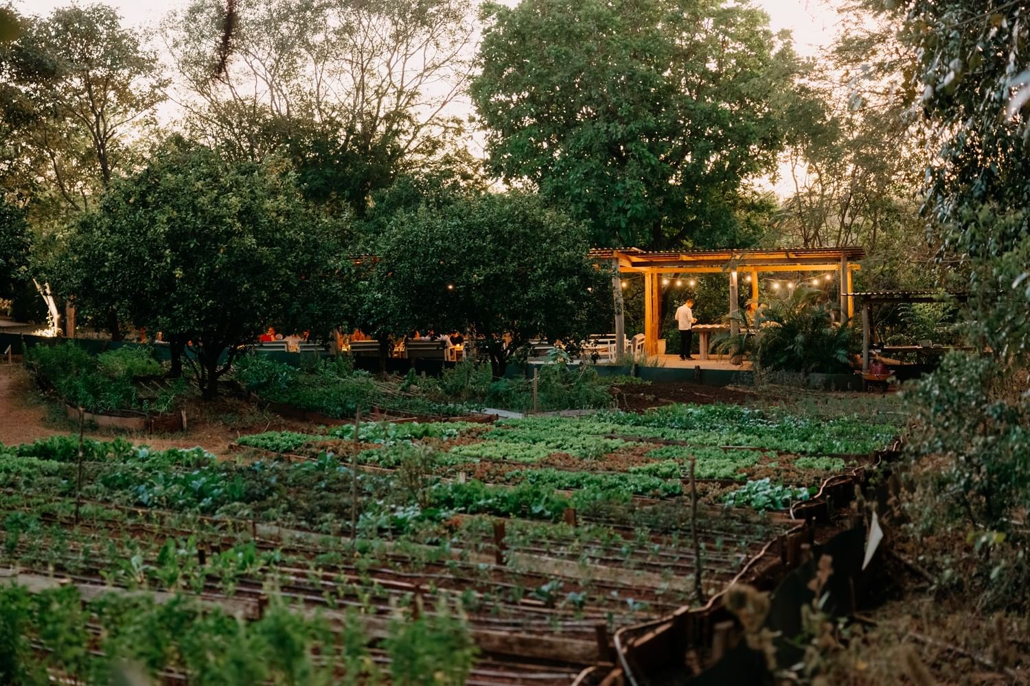 Fresh rows of vegetables organic farm, providing farm-to-table dining onsite at Cala Luna Boutique Hotel