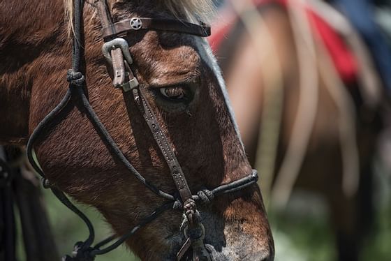 A closeup picture of a horse