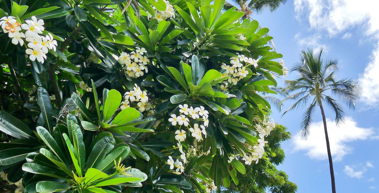 Trees with flower