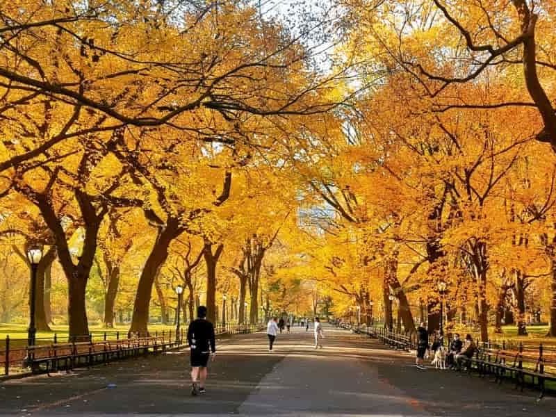 best things to do in fall in new york city