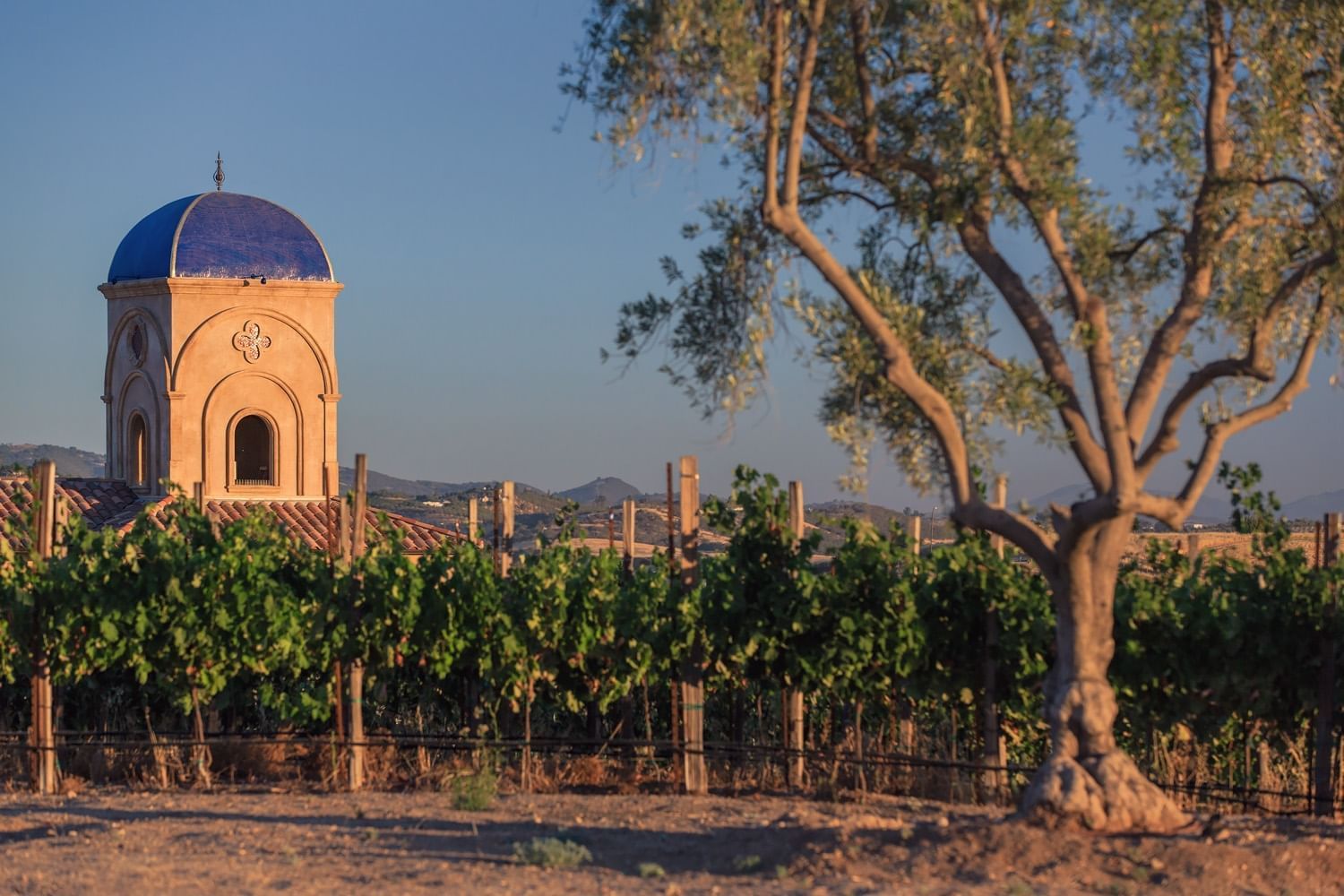 Vineyard with Allegretto Vineyard Resort in the background