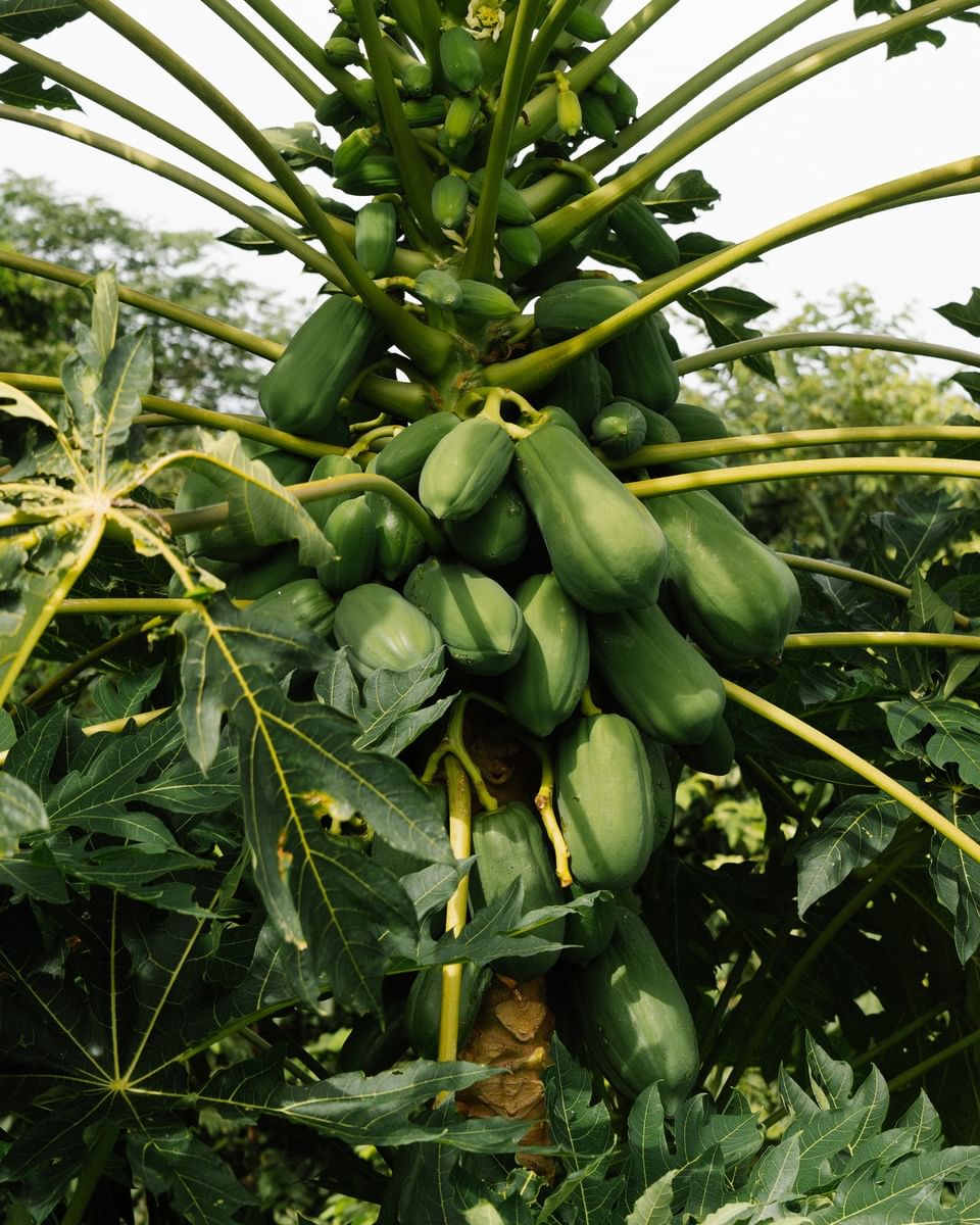 Close-up of green papayas on a tree in the lush forest at Morgan\'s Rock Reserve & Ecolodge