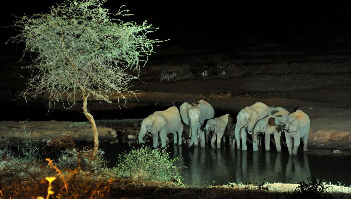 Herd of elephants at a watering hole near Hotel Kilaguni Serena