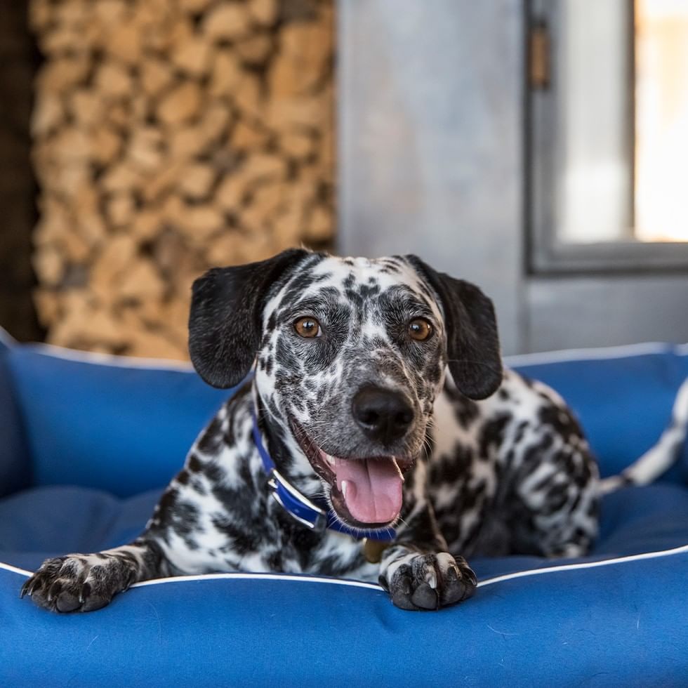 Fröhlicher Hund auf blauem Hundebett mit Halsband im Zimmer mit Holzstapel im Hintergrund.