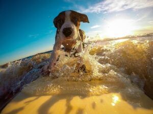 A dog surfing near Rosen Inn Universal