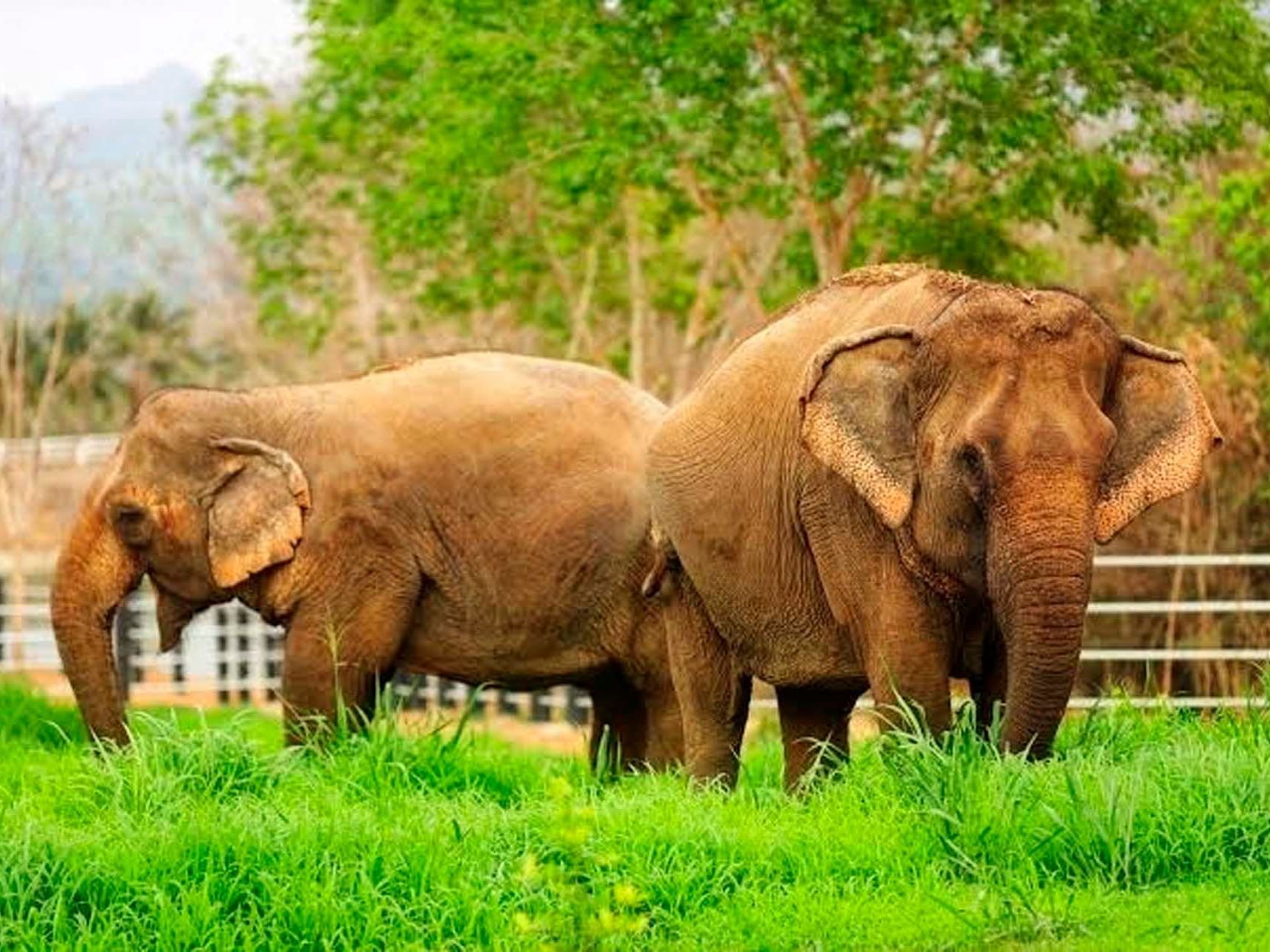 Wild elephants captured near Paradox Phuket Resort