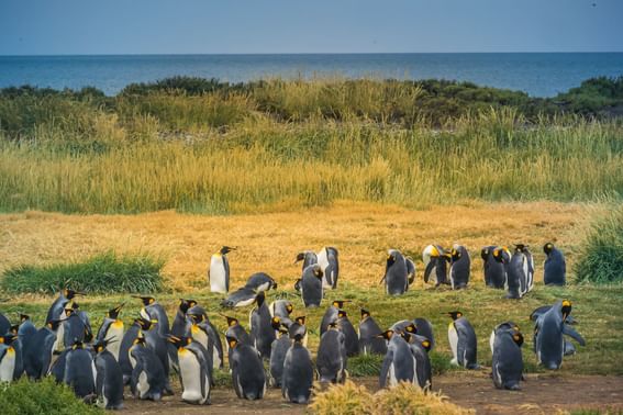 Group of penguins roaming in plains near Hotel Cabo de Hornos