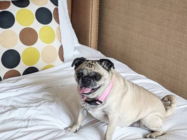 Pet Friendly Accommodations at the Berkeley Oceanfront Hotel Asbury Park