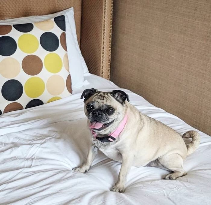 Pet Friendly Accommodations at the Berkeley Oceanfront Hotel Asbury Park