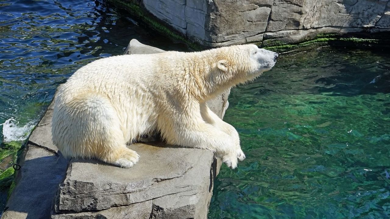 Polar bear chilling on rock at zoo