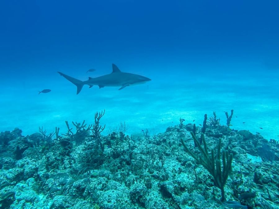 Shark swimming by a coral reef under clear blue water near the coastal area at Warwick Paradise Island Bahamas