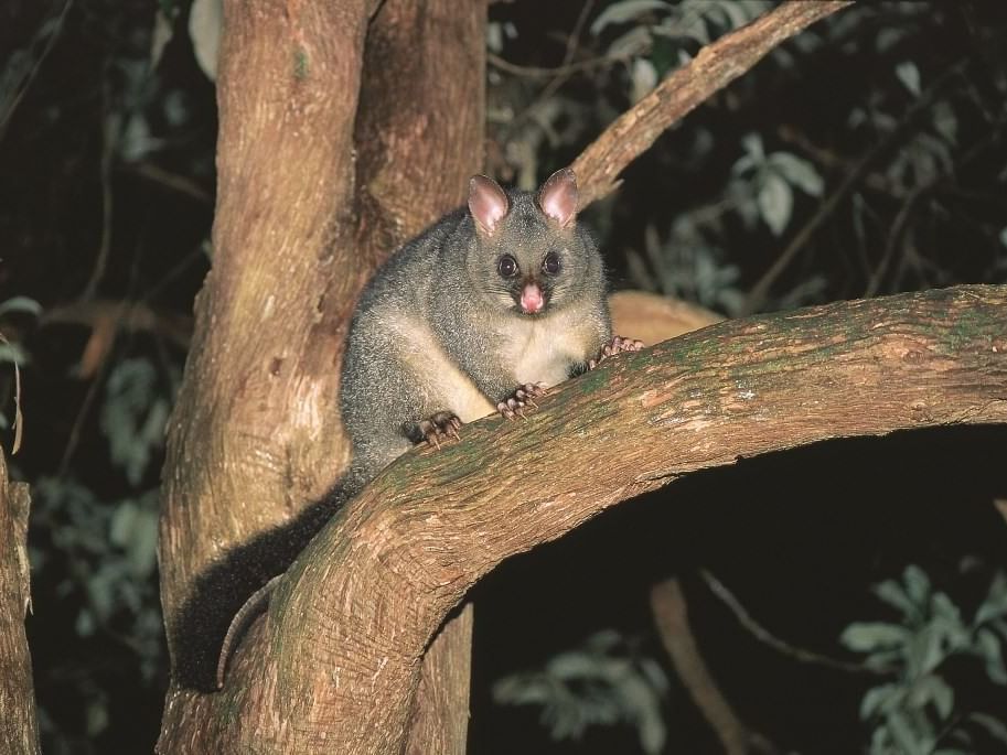 Wombat captured on a tree in the Wilderness at Strahan Village