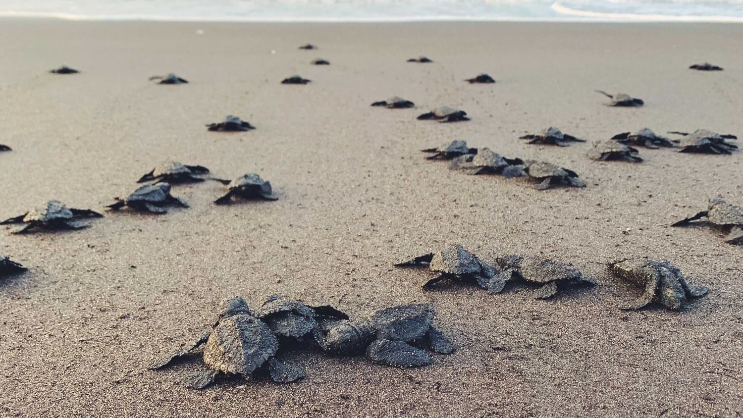 Baby turtles in Ostional beach near Buena Vista Del Rincon