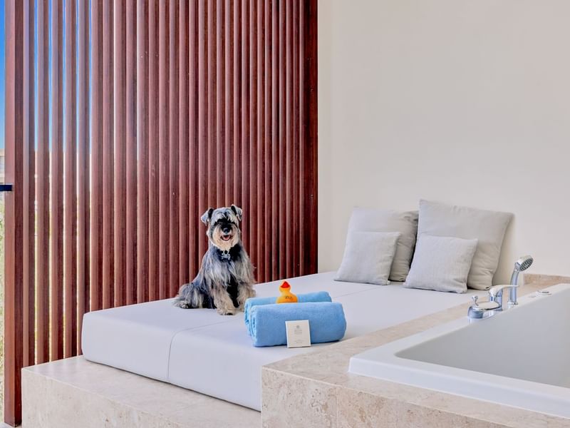 Dog lying on a bed with towels by a bathtub in a room at Live Aqua Resorts and Residence Club