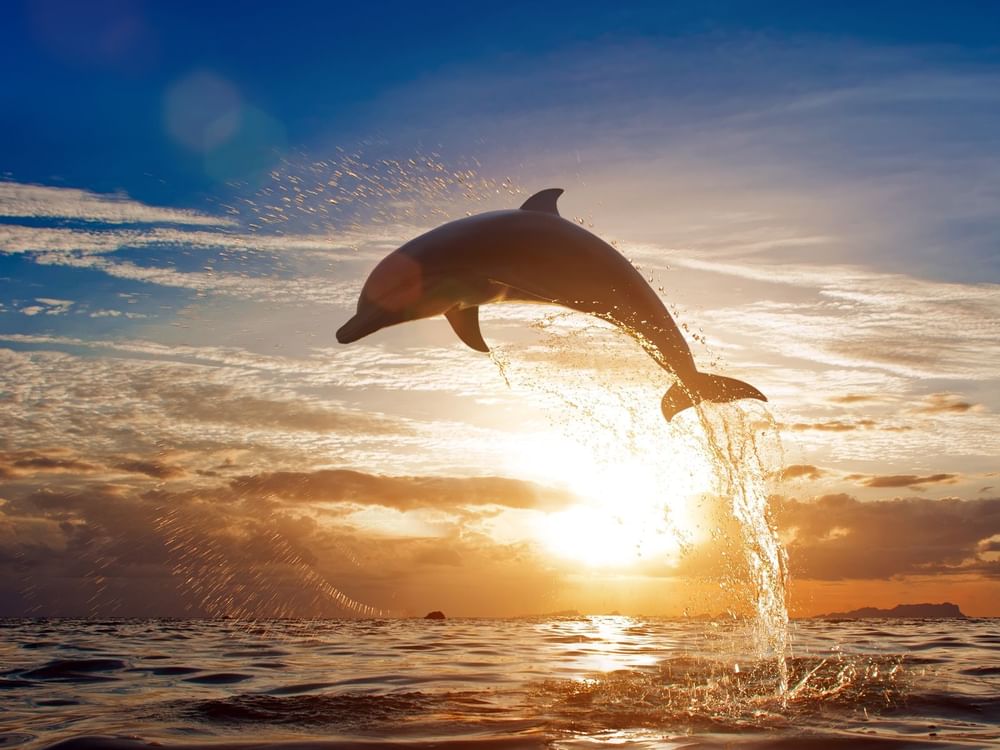 Dolphin leaping from sea at Vallarta near La Colección Resorts