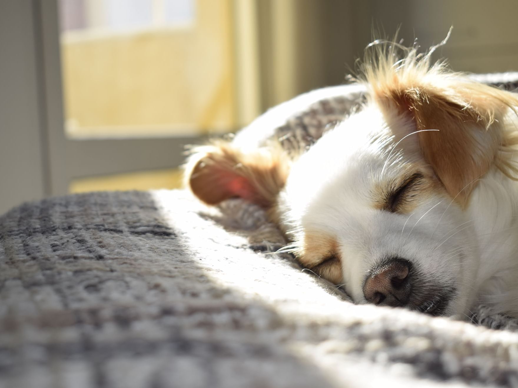 Close-up of a dog sleeping in a dog bed at Boulan South Beach