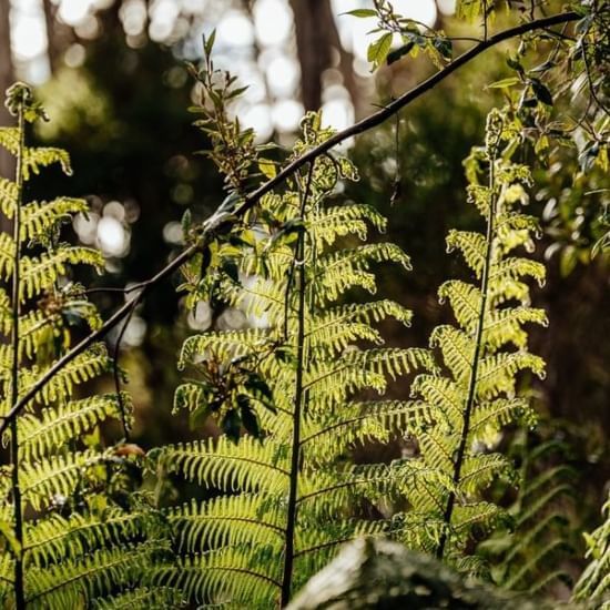 Closeup of Ferns in Tasmanian Wilderness near Strahan Village