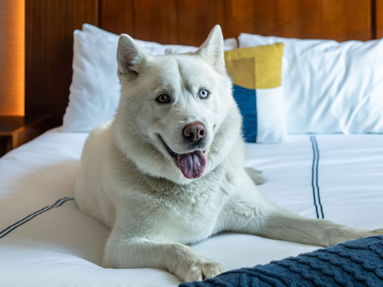 White dog with blue and brown eyes lying on a bed with white sheets and blue blanket at Gansevoort Meatpacking NYC