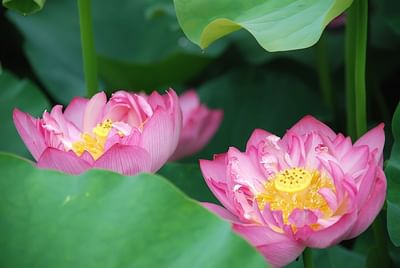 Close-up of Nelumbo nucifera flowers at Trianon Bonita Bay