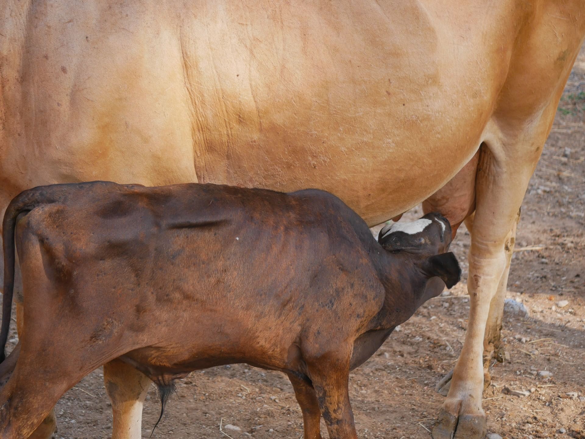 Young brown calf nursing from a cow on a dirt path under the bright sun near Morgan's Rock Reserve & Ecolodge