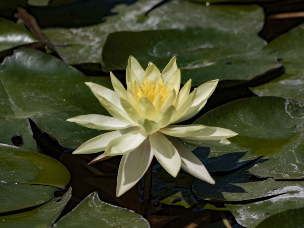 Water lily in Gardens of Mexico near La Colección Resorts