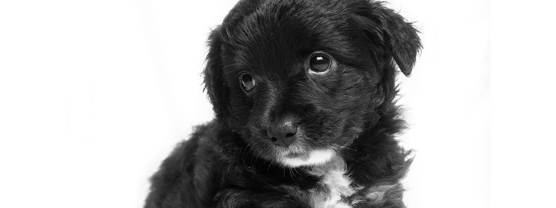 A Black and White puppy at Gansevoort Meatpacking NYC