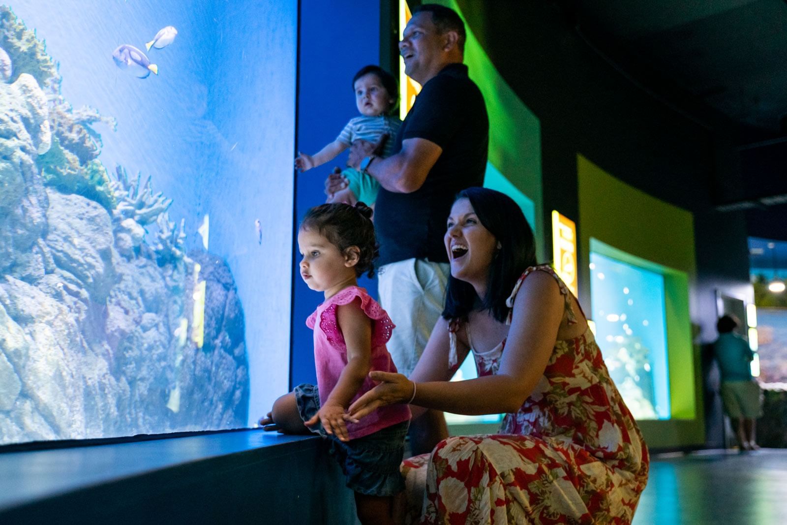 family activities novotel cairns aquarium