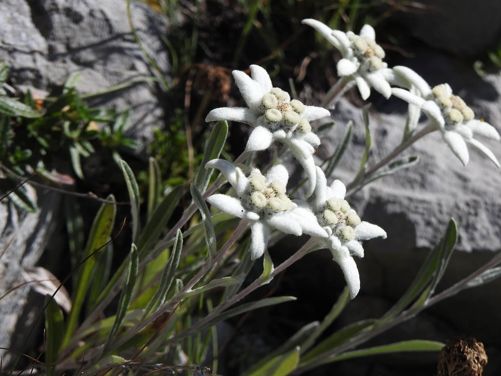 Edelweiss fleur sauvage alpine rando haute savoie activite hotel les gentianettes  1600 px