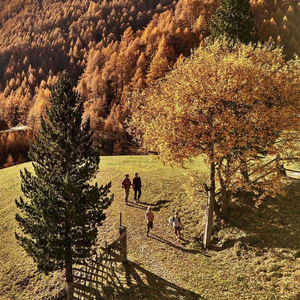 Aerial view of four people walking in a grassy field with trees and an autumnal mountain backdrop.