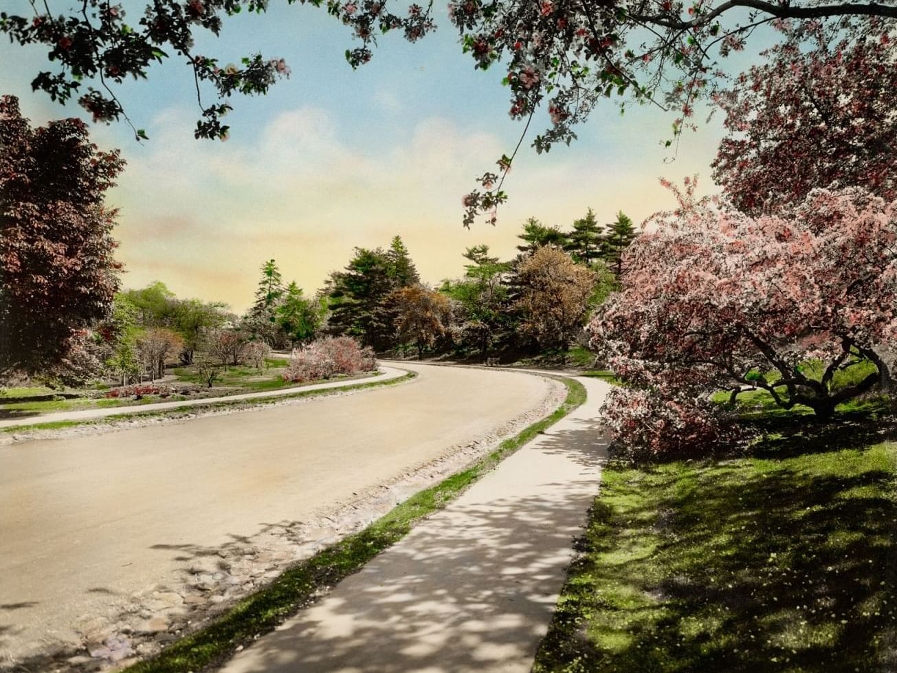 Pathway with greenery
