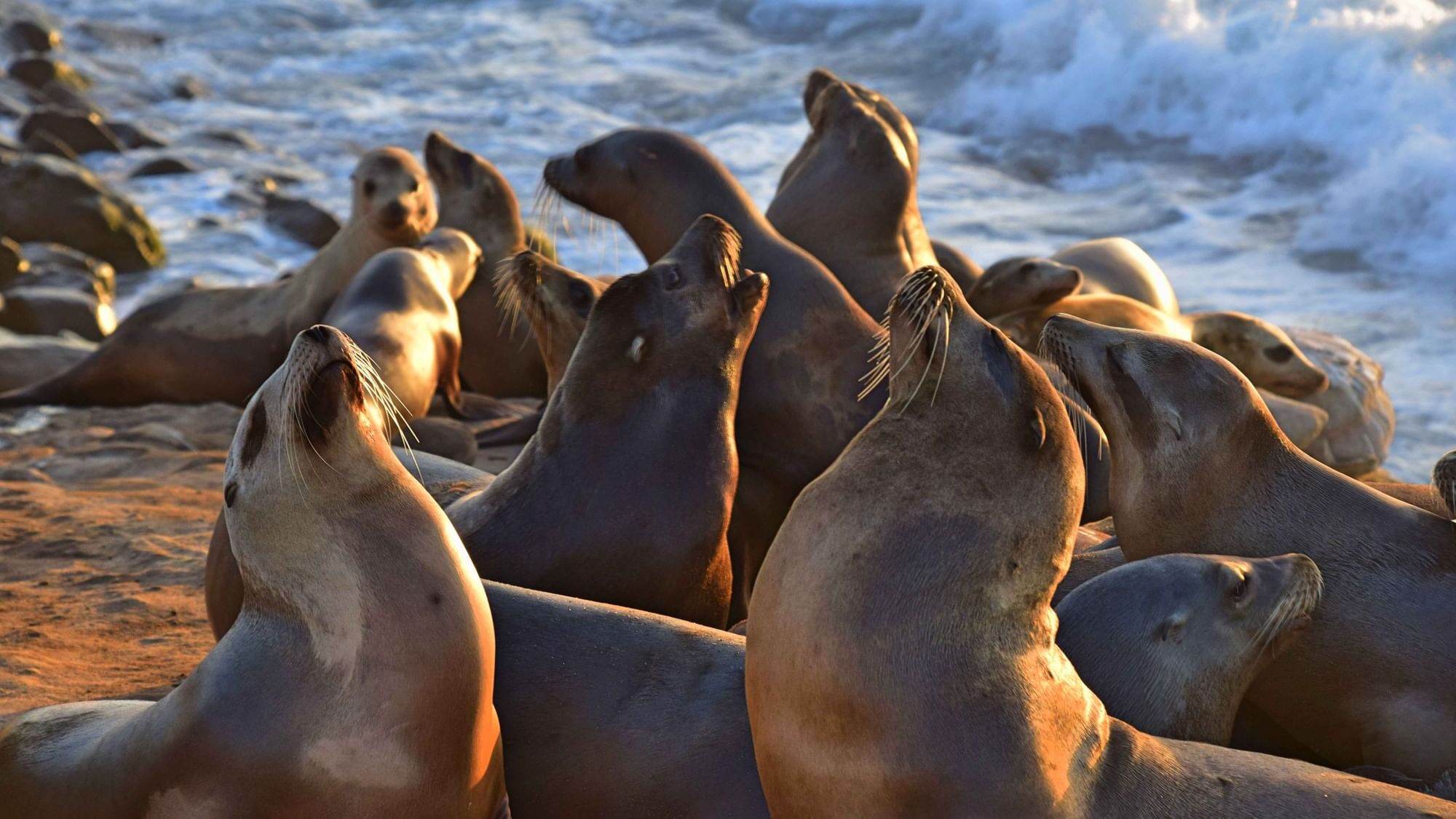 Closeup of Sea lions in the bay of Somme near Originals Hotels