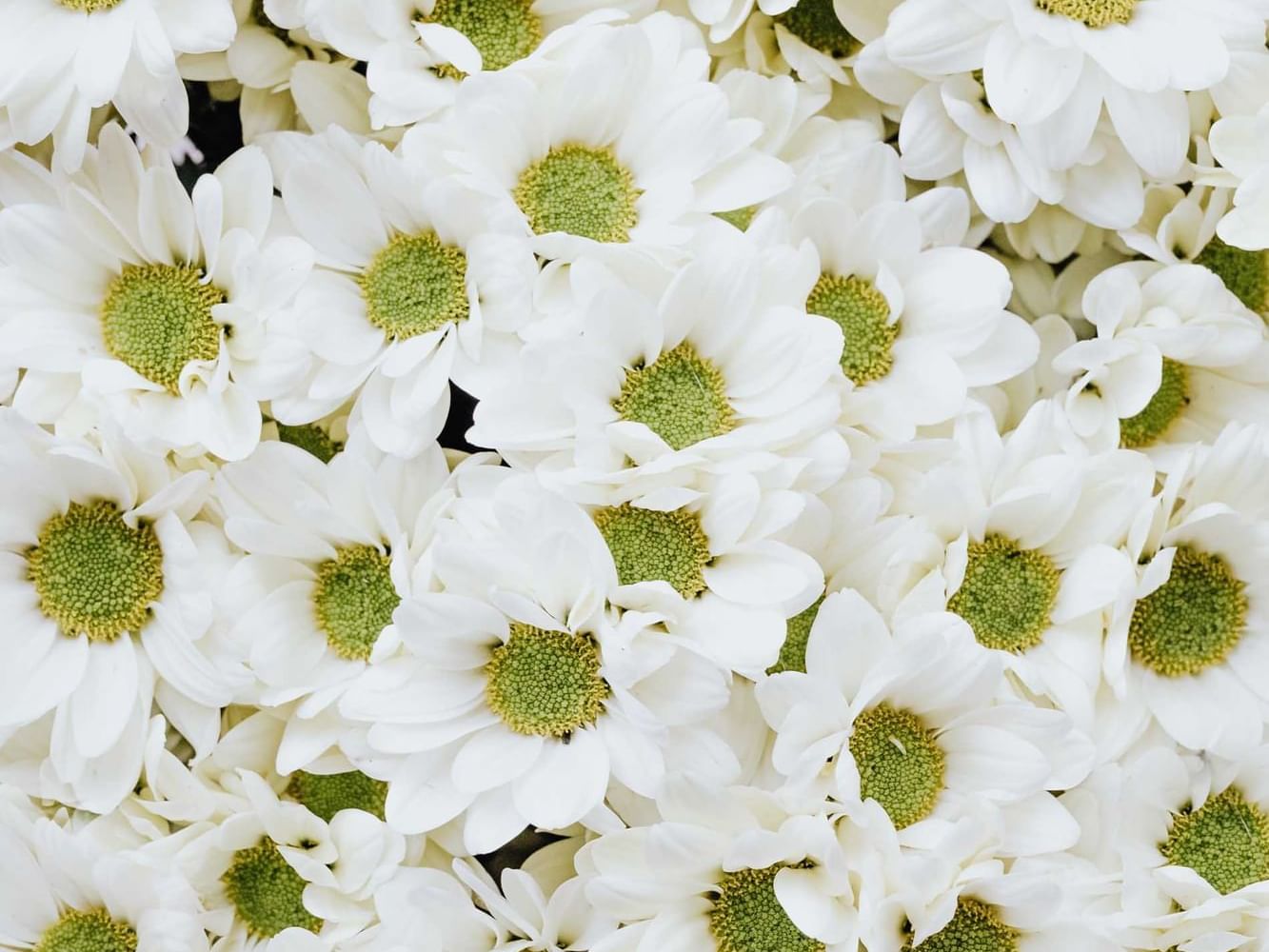 Close-up of Chrysanthemum Flowers at Villas Sol Beach Resort