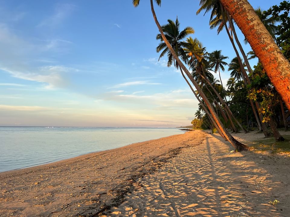 A serene beach at sunset with coconut trees and clear blue sky at Tambua Sands Beach Resort Redesign