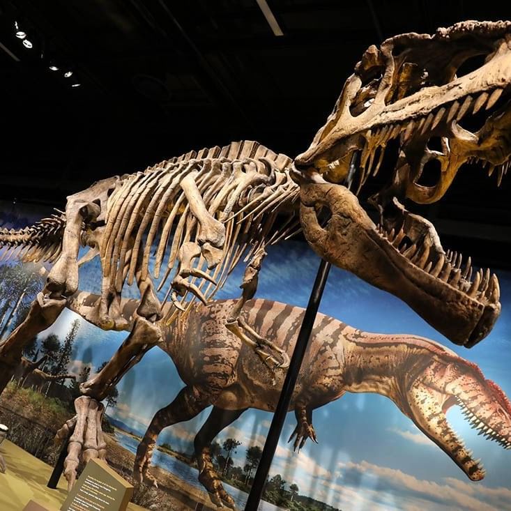 2 Dinosaurs skeletons exhibited in the Denver Museum of Nature & Science near Warwick Denver