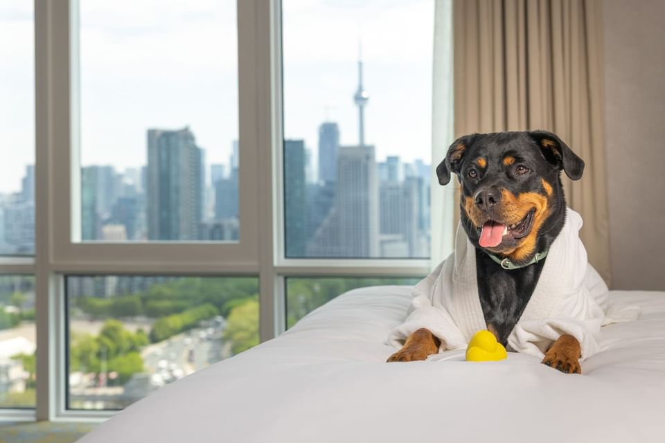 Dog in a white robe relaxing on a bed with a yellow toy by windows overlooking Toronto skyline views at Hotel X Toronto