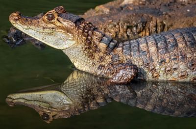 Cocodrilo por el agua