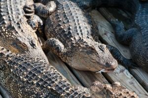 Alligators in Gatorland near Lake Buena Vista Resort Village & Spa