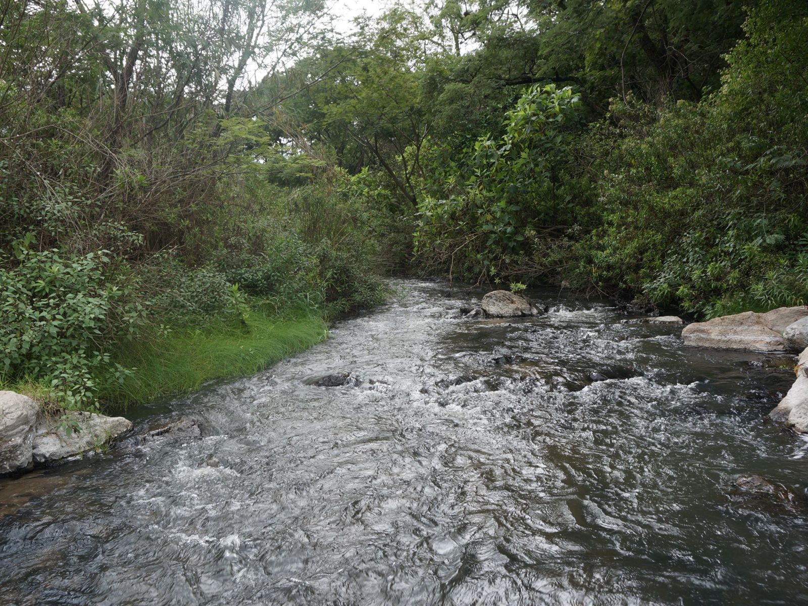 Bosque de la Primavera near Hotel Guadalajara