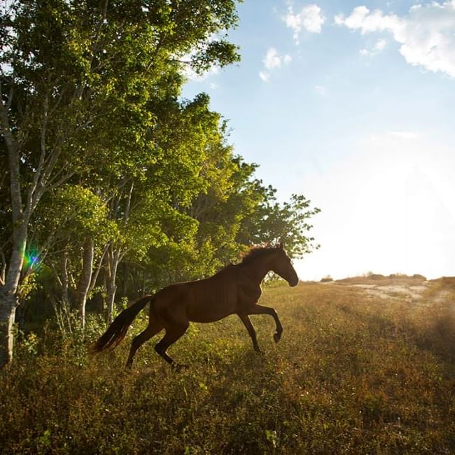Horse rearing captured in a field near Buena Vista Del Rincon