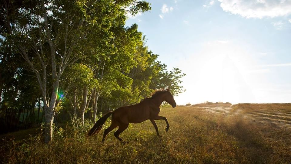 Horse rearing captured in a field near Buena Vista Del Rincon