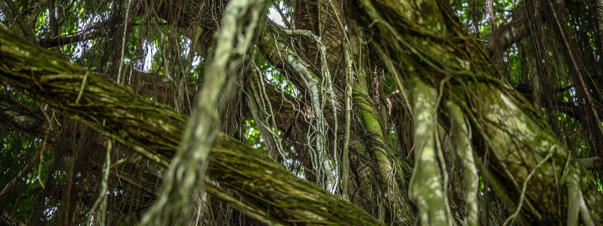 Lush green vines and branches in a tropical setting showcasing local activities at The Naviti Resort Korolevu