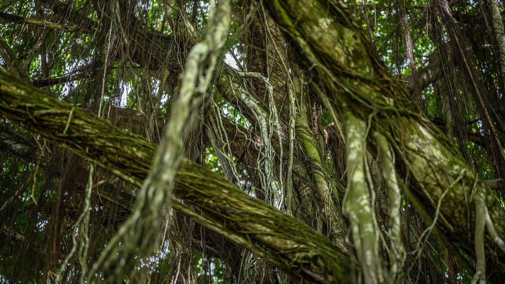 Lush green vines and branches in a tropical setting showcasing local activities at The Naviti Resort Korolevu.