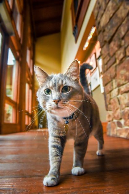 Close-up of a cat at Alderbrook Resort & Spa