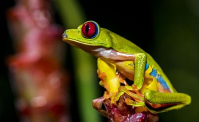 Rana colorida