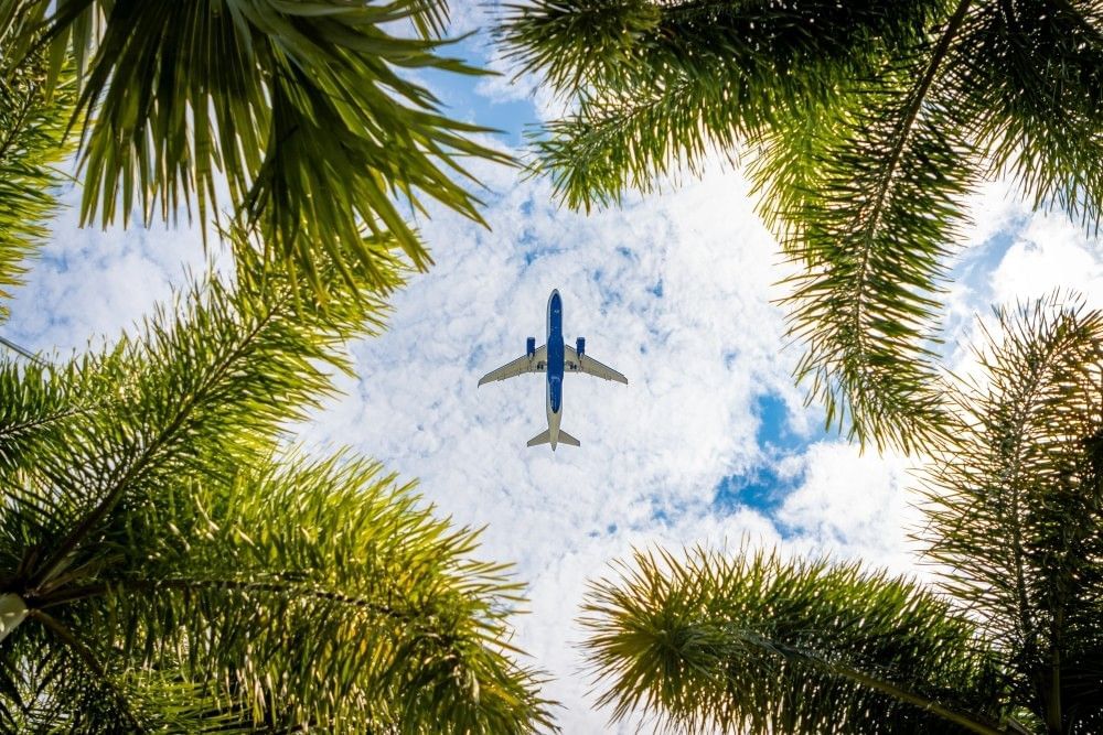 A shot of a plane flying through the sky above branches of palm trees. 