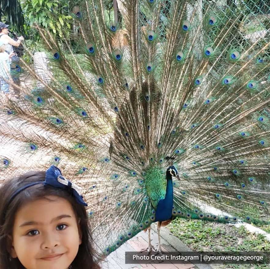 Girl posing by a peacock in KL Bird Park, a cool attraction spot near Imperial Lexis Kuala Lumpur